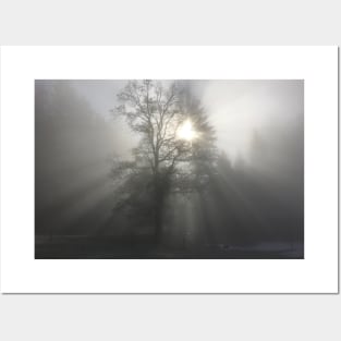 Mystical forest mood / Swiss Artwork Photography Posters and Art